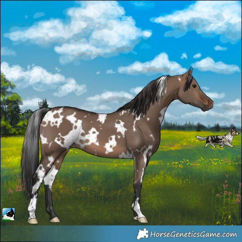Horse Color:White Spotted Brown Dun 