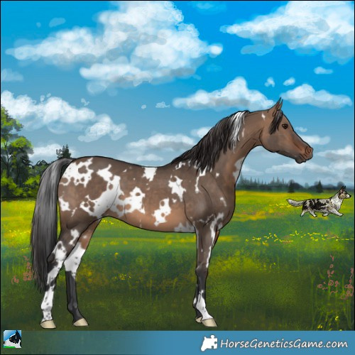 Horse Color:White Spotted Brown Dun 