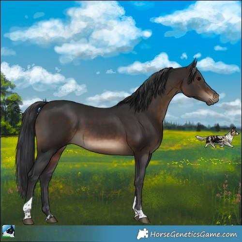 Horse Color:Brown Tobiano Rabicano