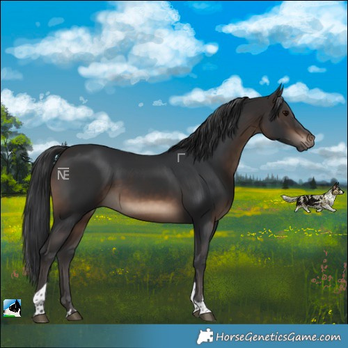 Horse Color:Brown Tobiano Rabicano 