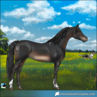 Horse Color:Brown Tobiano Rabicano 