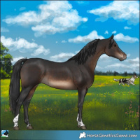 Horse Color:Brown Tobiano Rabicano