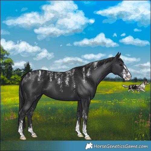 Horse Color:Powder White Black 