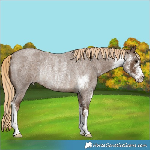 Horse Color:Chocolate Palomino Roan Sabino Rabicano 