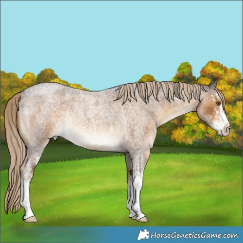 Horse Color:Chocolate Palomino Roan Sabino Rabicano