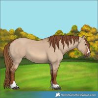 Horse Color:Red Dun 