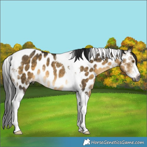 Horse Color:Gray Buckskin Dun Sabino Tobiano Appaloosa Rabicano 