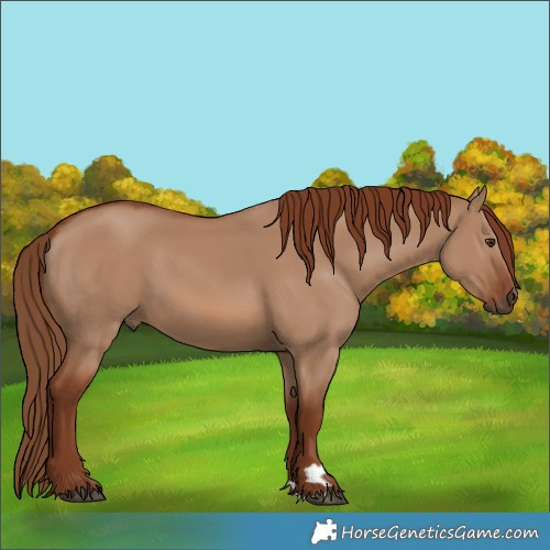 Horse Color:Red Dun Rabicano