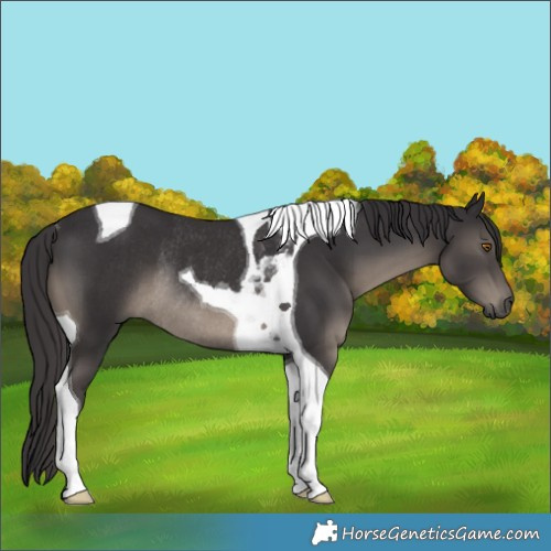 Horse Color:Smoky Black Tobiano Rabicano 