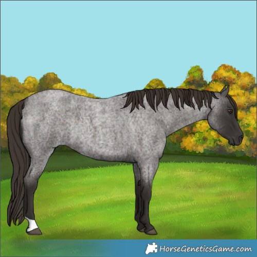 Horse Color:Liver Red Roan Rabicano 