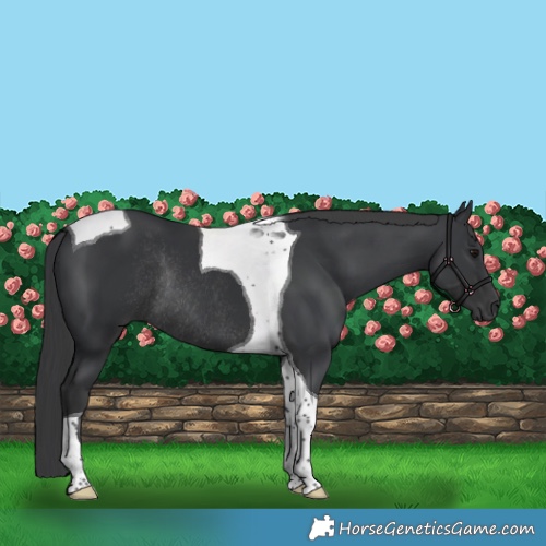 Horse Color:Black Tobiano Rabicano 