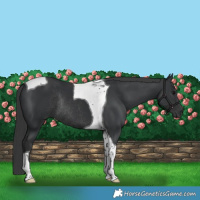 Horse Color:Black Tobiano Rabicano 