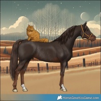 Horse Color:Liver Chestnut Rabicano 