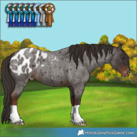 Horse Color:Liver Red Roan Blanket 