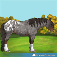 Horse Color:Liver Red Roan Appaloosa
