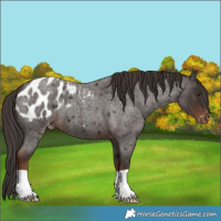 Horse Color:Liver Red Roan Appaloosa 