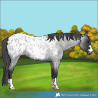 Horse Color:Blue Roan Appaloosa 