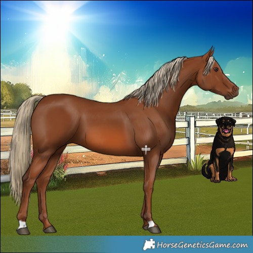 Horse Color:Chestnut 