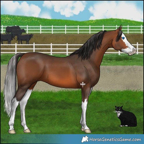 Horse Color:Bay Splash