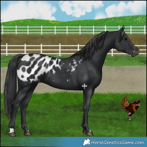 Horse Color:Black Appaloosa 