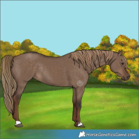 Horse Color:Liver Red Dun Rabicano 