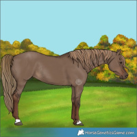 Horse Color:Liver Red Dun Rabicano 
