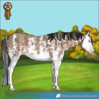 Horse Color:Gray Sable Champagne Sabino Splash 