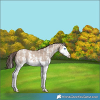 Horse Color:Classic Champagne Dun Sabino Splash 