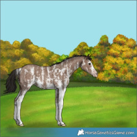 Horse Color:Gray Classic Champagne Sabino