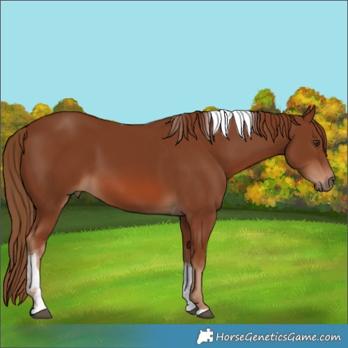 Horse Color:Chestnut Tobiano 