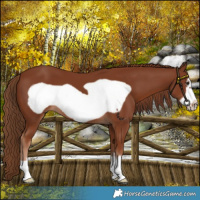Horse Color:Chestnut Frame 