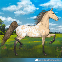 Horse Color:Buckskin Blanket 