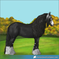Horse Color:Gray Black and Gray Black