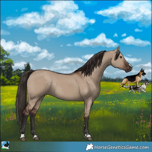 Horse Color:Liver Red Dun Rabicano