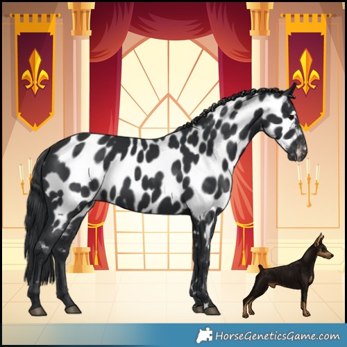 Horse Color:Black Appaloosa 