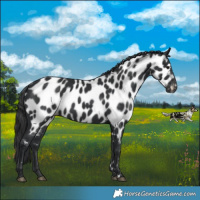 Horse Color:Black Appaloosa 