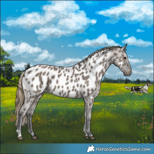 Horse Color:Smoky Grullo Near Leopard 