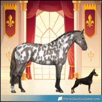 Horse Color:Smoky Grullo Appaloosa 
