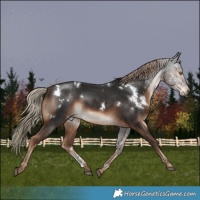 Horse Color:White Spotted Liver Chestnut Sabino Rabicano