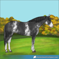 Horse Color:White Spotted Black