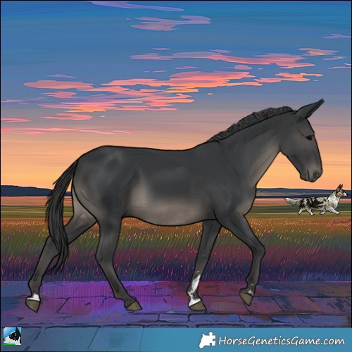 Horse Color:Black Rabicano 