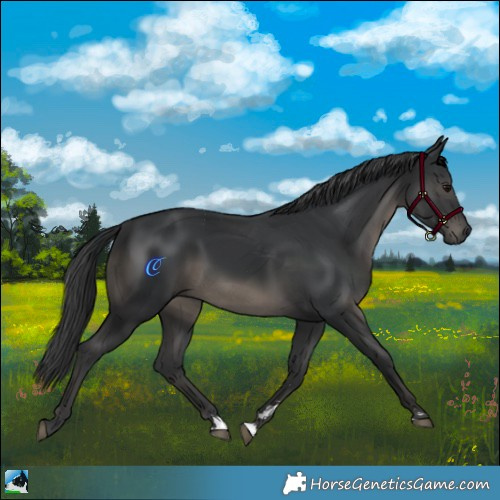 Horse Color:Black Rabicano