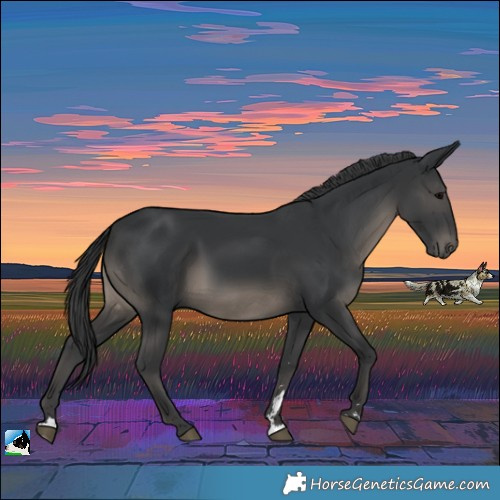 Horse Color:Black Rabicano 