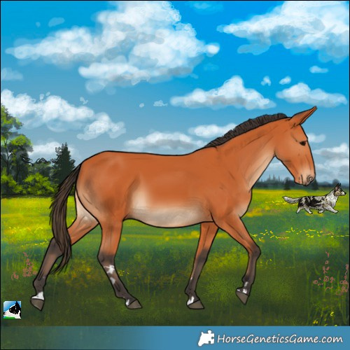 Horse Color:Bay Rabicano 