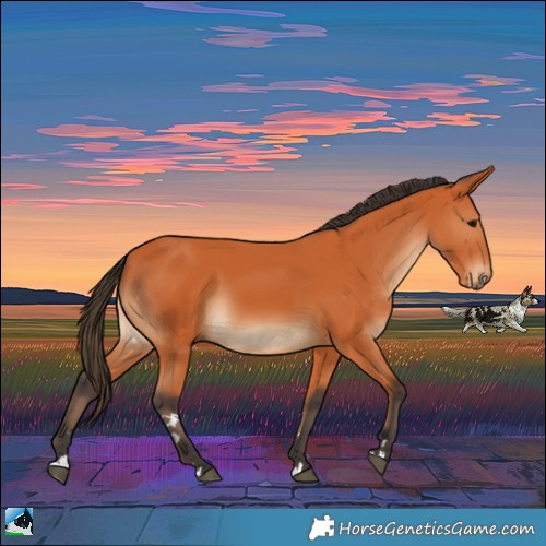 Horse Color:Bay Rabicano 