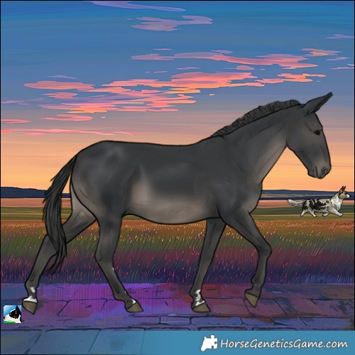 Horse Color:Black Rabicano