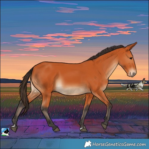 Horse Color:Bay Rabicano