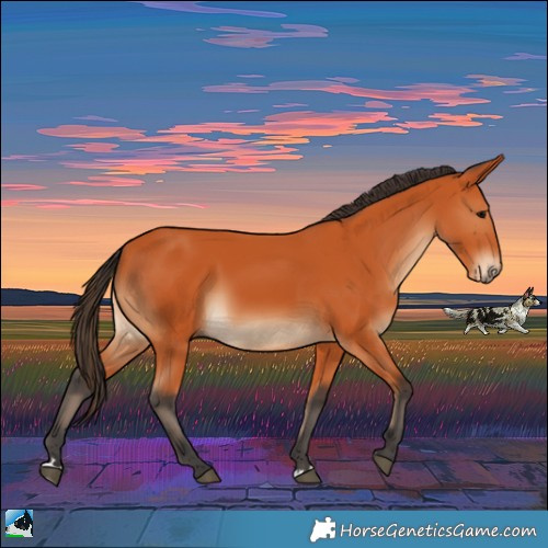 Horse Color:Bay Rabicano 