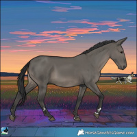 Horse Color:Grullo Rabicano 