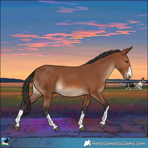 Horse Color:Bay Rabicano 